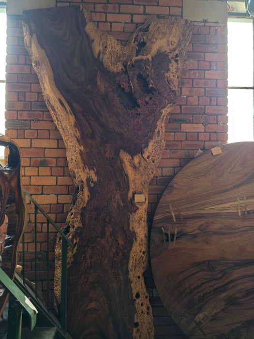 Reduxwood Chamcha Burl 80cm x 320cm