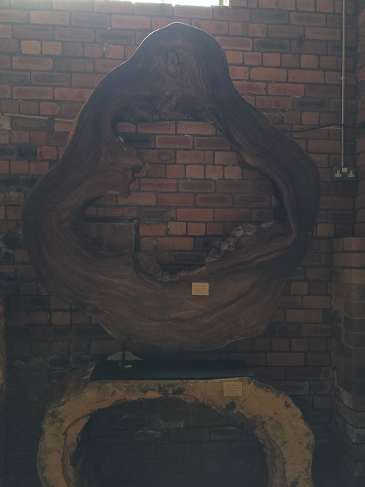 Reduxwood Chamcha Huge Standing  hollow 8cm x 150cm x 185cm