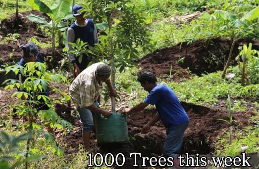 Plant a tree on Sumba Island
