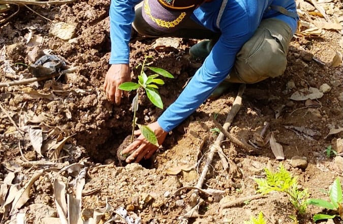 Plant a tree on Sumba Island