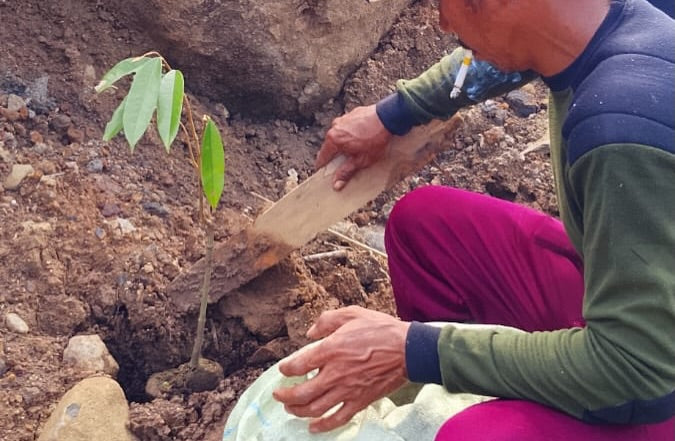 Plant a tree on Sumba Island