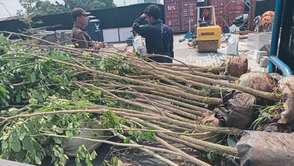 Plant a tree on Sumba Island