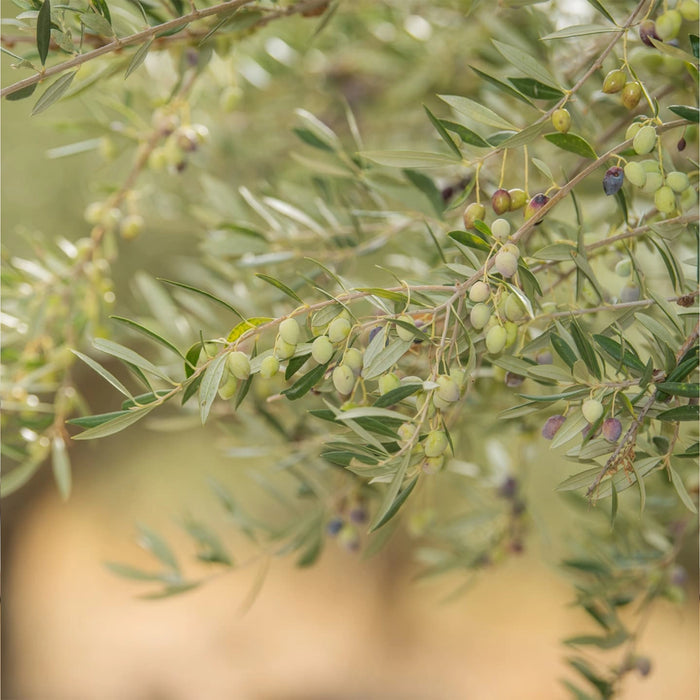 Drop of Life Organic High Phenolic EVOO 500ml 1256mg  Polyphenols 2026