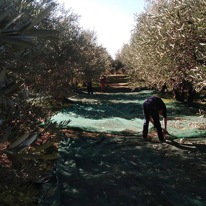 Drop of Life Organic High Phenolic EVOO 500ml 1256mg  Polyphenols 2026