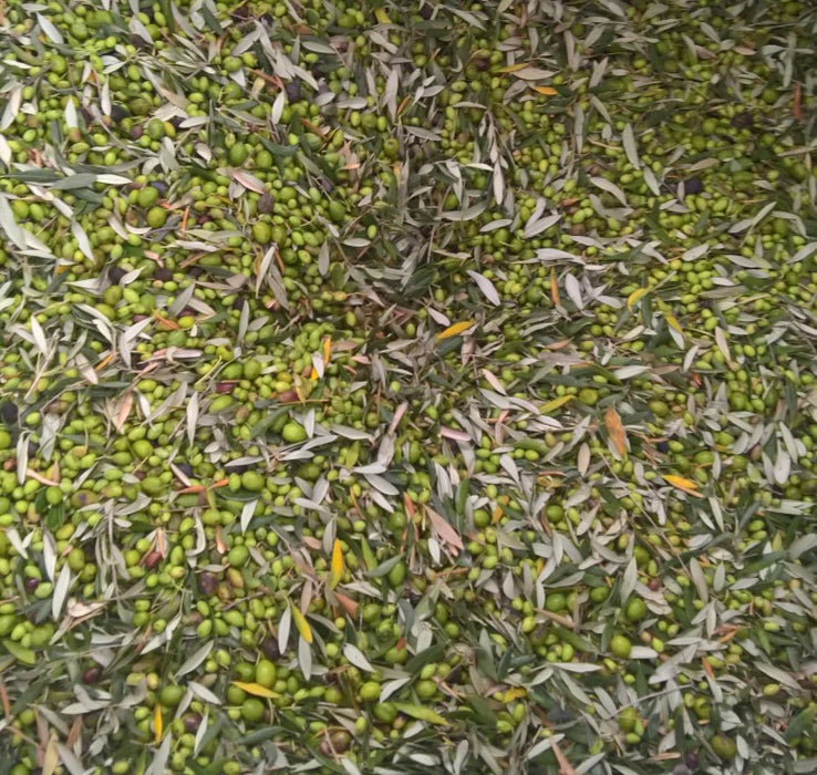 Drop of Life Organic High Phenolic EVOO 500ml 1256mg  Polyphenols 2026