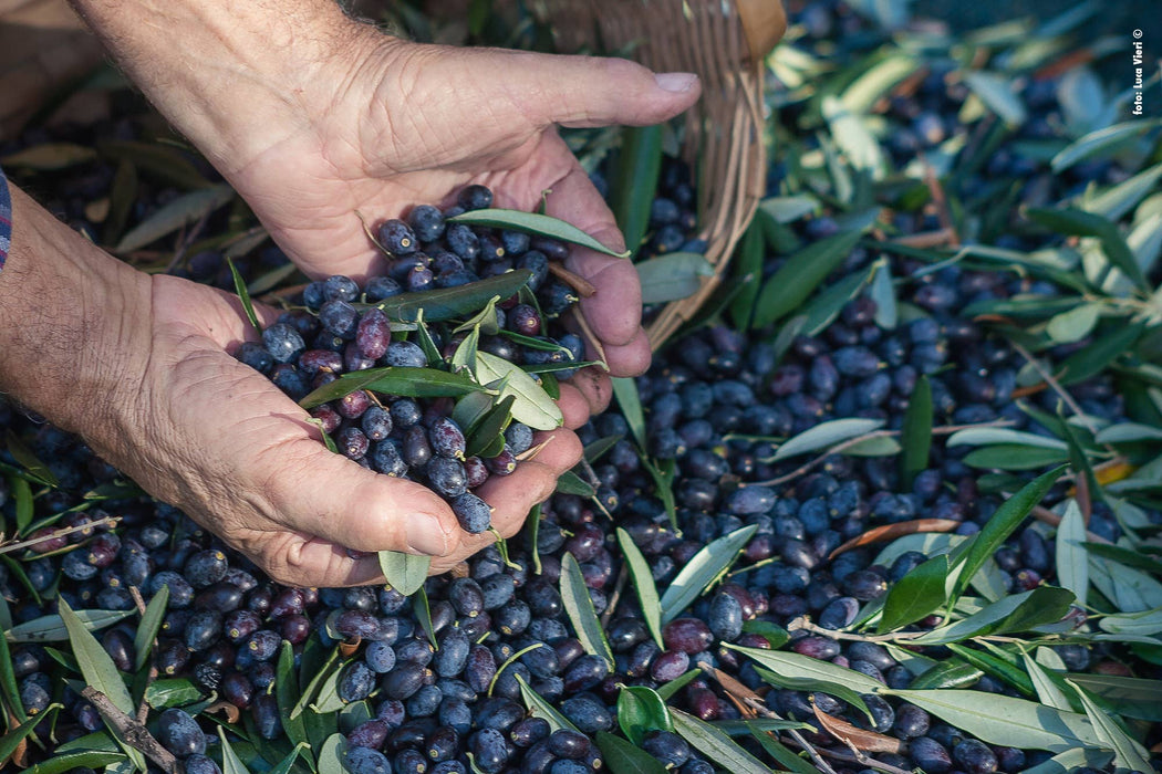 Kalypso Authentic Black Salty Olives from Lesvos Island-Greece 200g